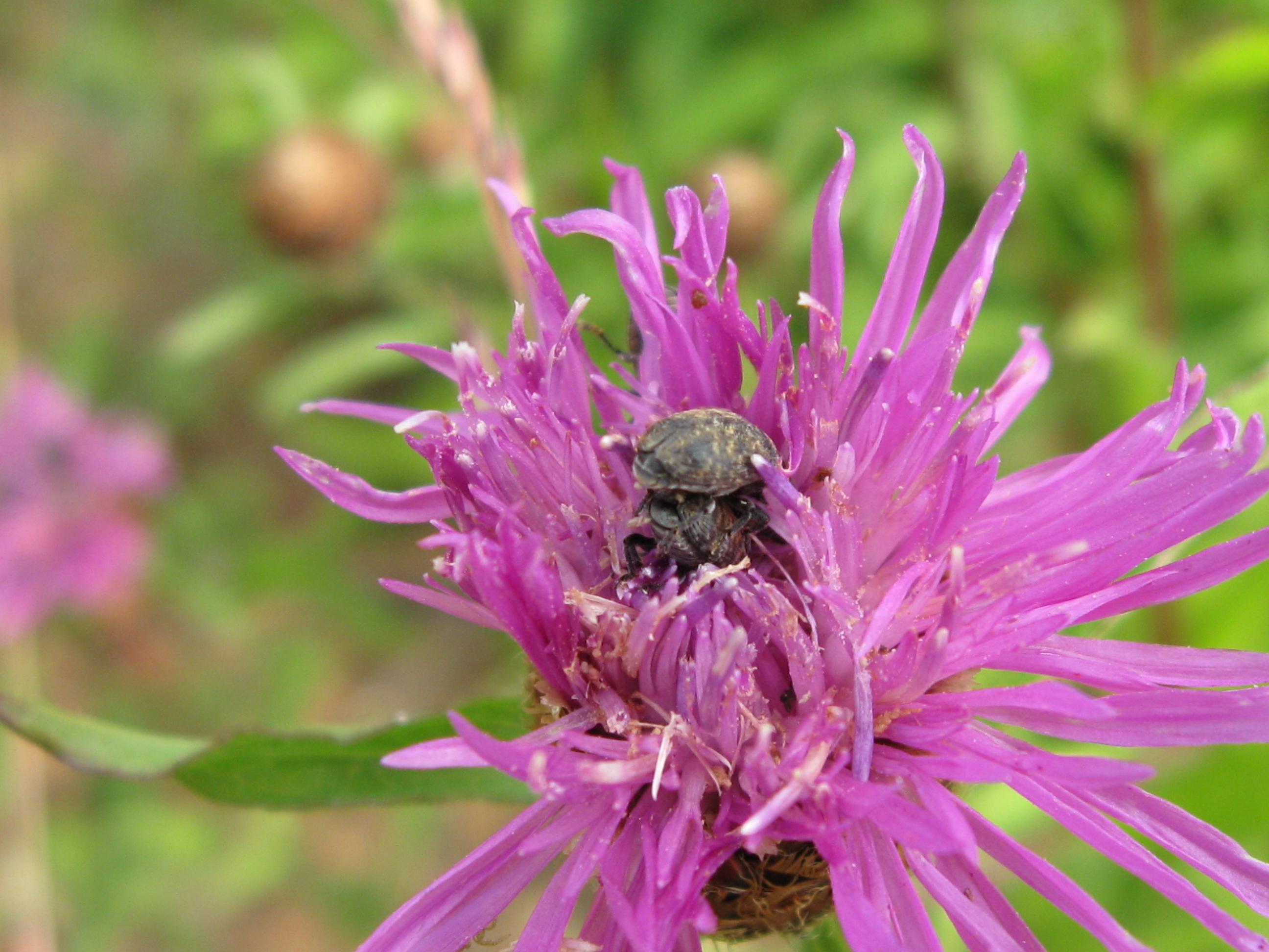 meadowknapweed release 010.jpg