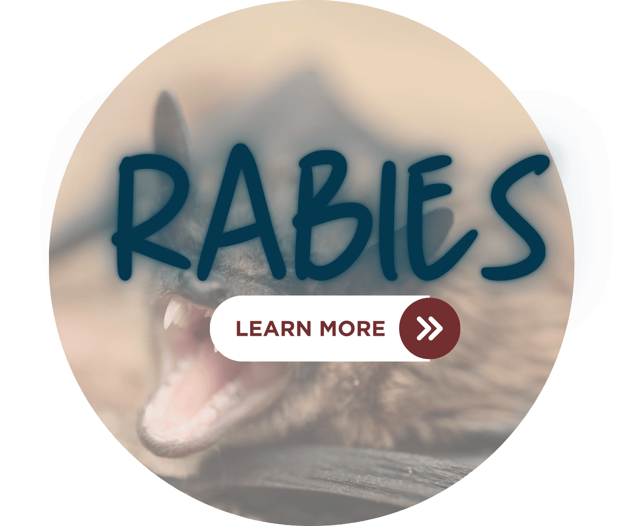 Rabies - Click to Learn More