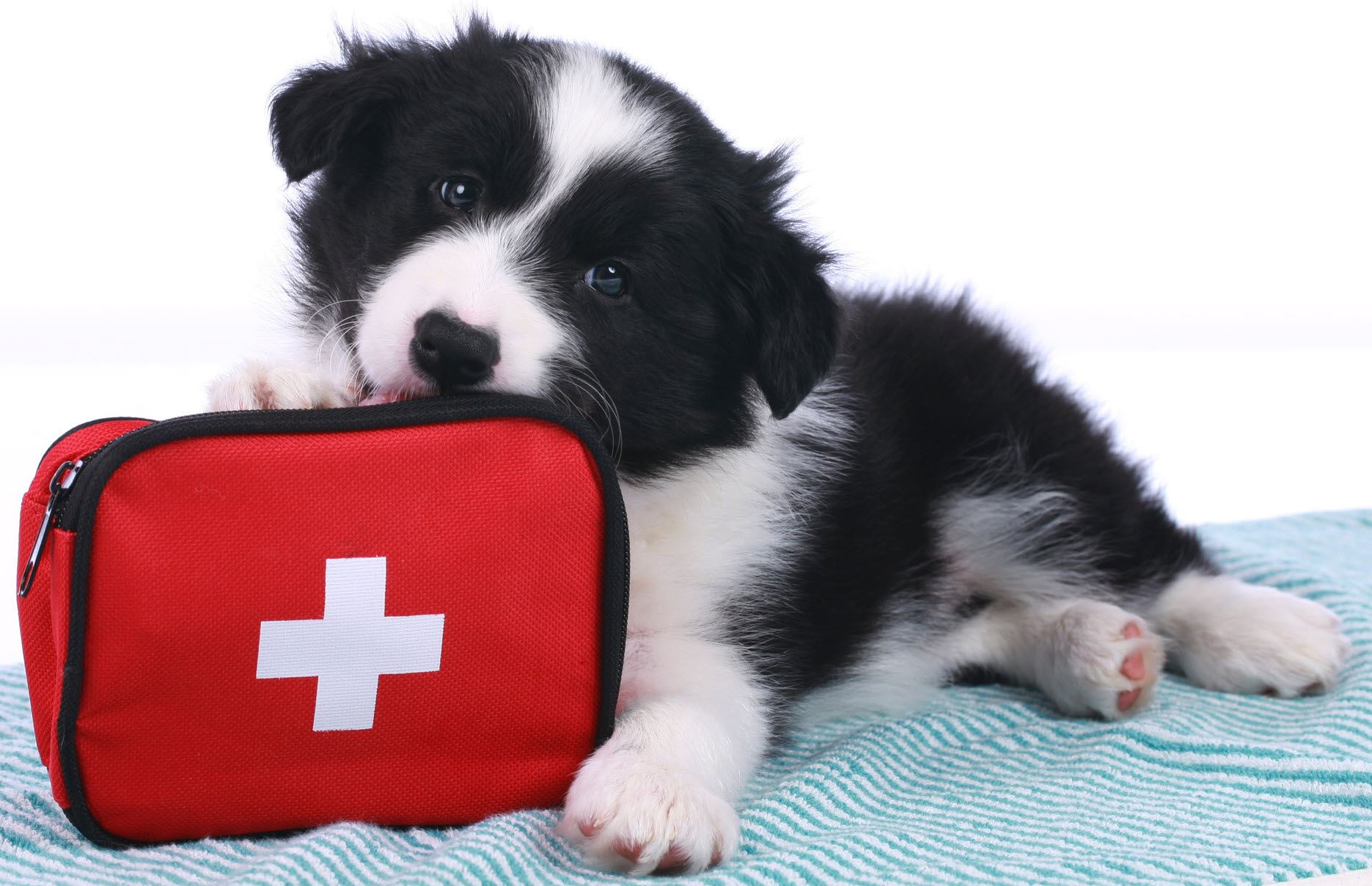 Dog First Aid Kit
